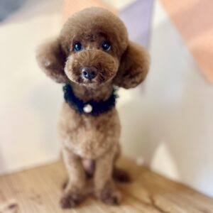 第一家電　看板犬