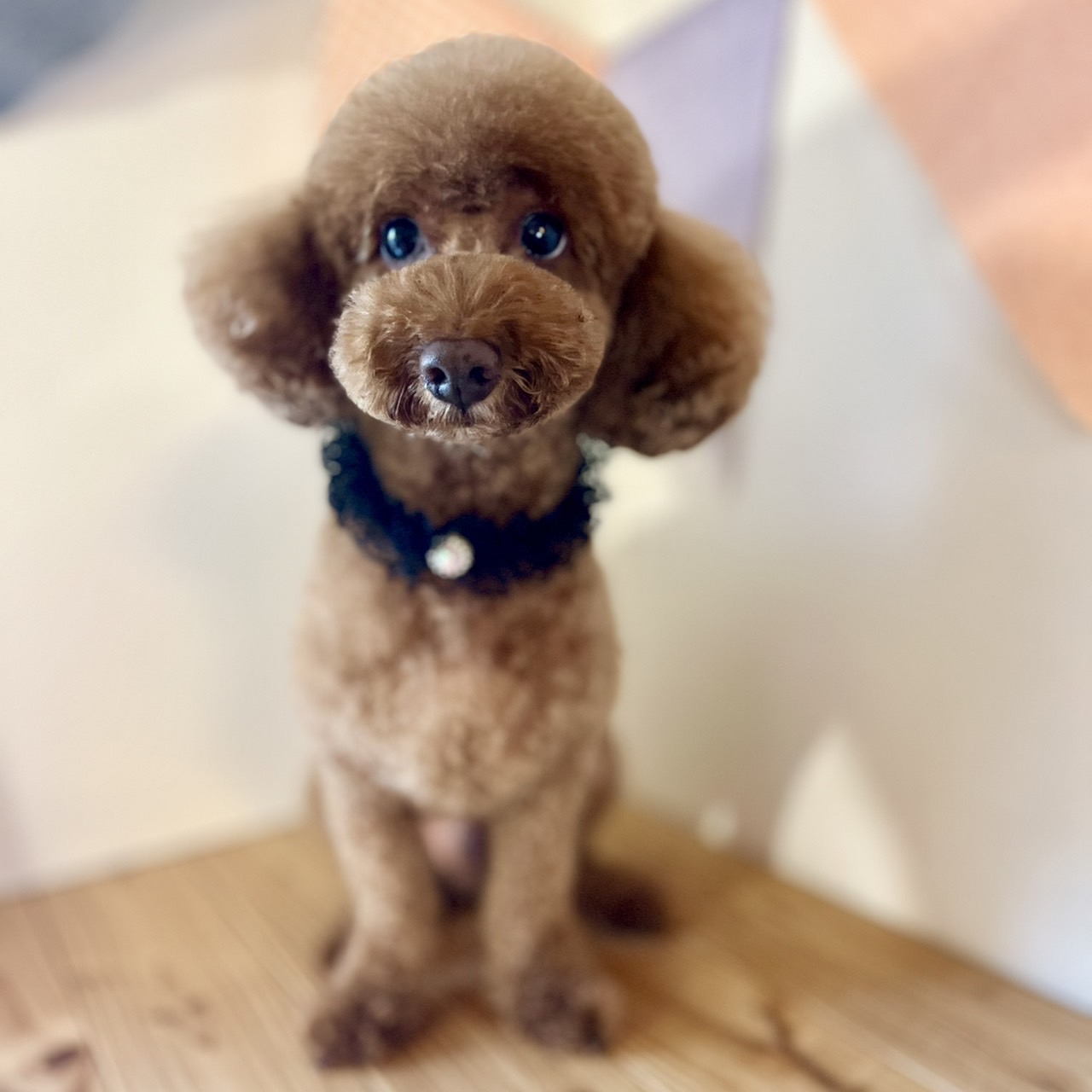 第一家電　看板犬