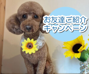 第一家電 お友達ご紹介キャンペーン