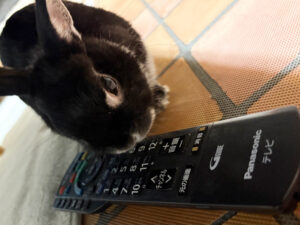 第一家電 レオの日常 テレビ
