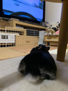 第一家電 レオの日常 テレビ