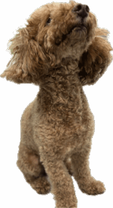 第一家電 看板犬
