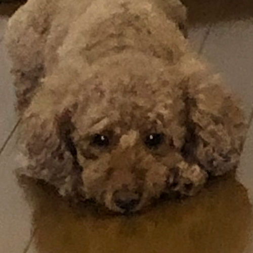 第一家電 看板犬 レオ