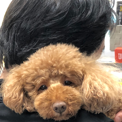第一家電 看板犬 レオ