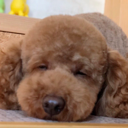 第一家電 看板犬 レオ