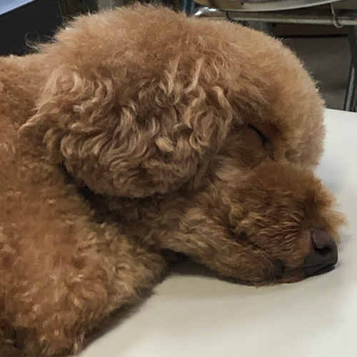 第一家電 看板犬 レオ