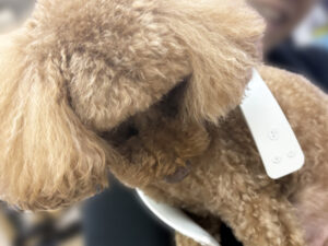 第一家電 レオの家電相談室：ネックスピーカー