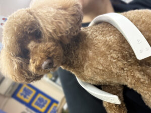 第一家電 レオの家電相談室：ネックスピーカー